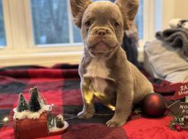 french bulldog puppies, French Bulldog