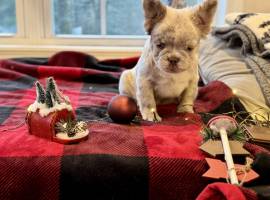 french bulldog puppies, French Bulldog