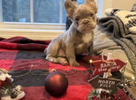 french bulldog puppies, French Bulldog