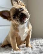 french bulldog puppies, French Bulldog