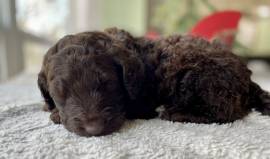 Mistletoe - F2bb Goldendoodle, Mixed Breed