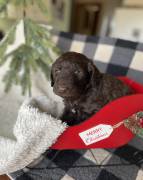 Mistletoe - F2bb Goldendoodle, Mixed Breed