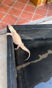 Sub-adult Savannah Monitor, Lizard