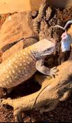 Sub-adult Savannah Monitor, Lizard