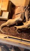 Sub-adult Savannah Monitor, Lizard