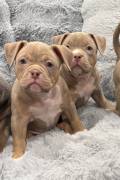 Pocket Bully Puppies , American Bulldog