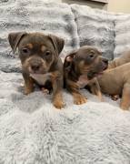 Pocket Bully Puppies , American Bulldog