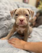 Pocket Bully Puppies , American Bulldog