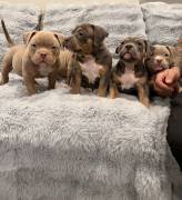 Pocket Bully Puppies , American Bulldog