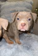 Pocket Bully Puppies , American Bulldog