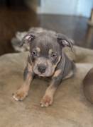 Pocket Bully Puppies , American Bulldog