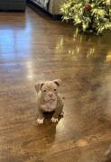 Pocket Bully Puppies , American Bulldog