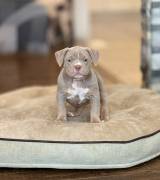 Pocket Bully Puppies , American Bulldog