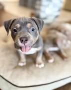 Pocket Bully Puppies , American Bulldog