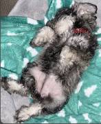 5 Girlie MINI SCHNAUZER ALERT, Miniature Schnauzer 5 Girlie MINI SCHNAUZER ALERT, Miniature Schnauzer