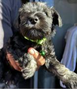 5 Girlie MINI SCHNAUZER ALERT, Miniature Schnauzer 5 Girlie MINI SCHNAUZER ALERT, Miniature Schnauzer