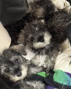 5 Girlie MINI SCHNAUZER ALERT, Miniature Schnauzer 5 Girlie MINI SCHNAUZER ALERT, Miniature Schnauzer