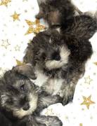 5 Girlie MINI SCHNAUZER ALERT, Miniature Schnauzer 5 Girlie MINI SCHNAUZER ALERT, Miniature Schnauzer