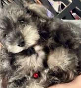 5 Girlie MINI SCHNAUZER ALERT, Miniature Schnauzer 5 Girlie MINI SCHNAUZER ALERT, Miniature Schnauzer