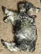 5 Girlie MINI SCHNAUZER ALERT, Miniature Schnauzer 5 Girlie MINI SCHNAUZER ALERT, Miniature Schnauzer