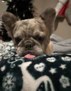 AKC Fluffy merle frenchie, French Bulldog AKC Fluffy merle frenchie, French Bulldog