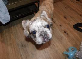 AKC Fluffy merle frenchie, French Bulldog