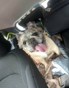 AKC Fluffy merle frenchie, French Bulldog