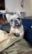 AKC Fluffy merle frenchie, French Bulldog