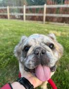 AKC Fluffy merle frenchie, French Bulldog
