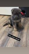 AKC German Shepherd Pups, German Shepherd