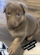 AKC German Shepherd Pups, German Shepherd