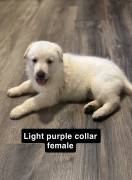 AKC German Shepherd Pups, German Shepherd