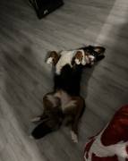 Bernaise , Bernese Mountain