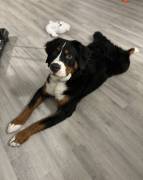 Bernaise , Bernese Mountain