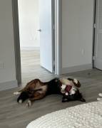 Bernaise , Bernese Mountain