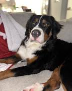 Bernaise , Bernese Mountain