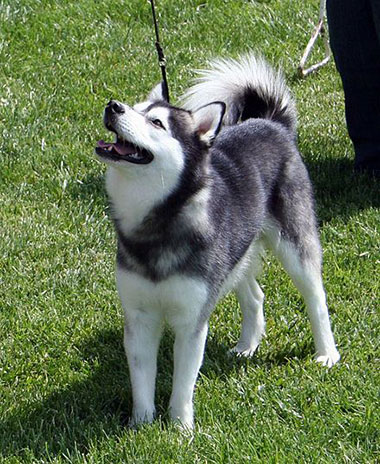 About Alaskan Klee Kai Dog Breed