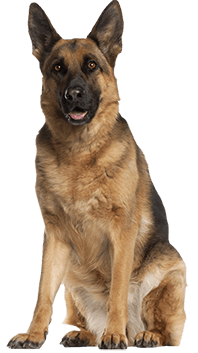 Belgian Malinois Dog Breed