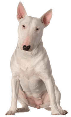 BULL TERRIER DOG BREED