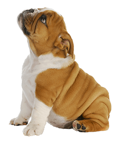 BULLDOG DOG BREED