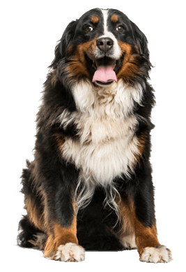 Bernese Mountain Dog Breed