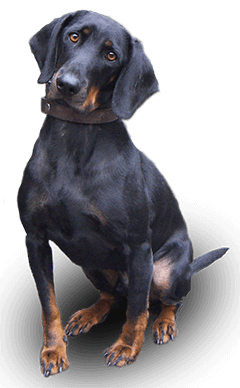 American English Coonhound DOG BREED