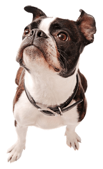 Boston Terrier Dog Breed