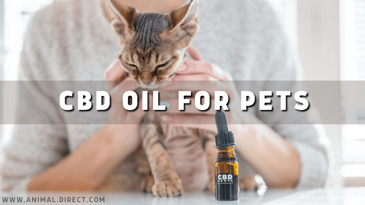 cat with cbd oil