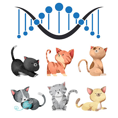 Cat DNA Test