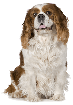 Cavalier King Charles Spaniel