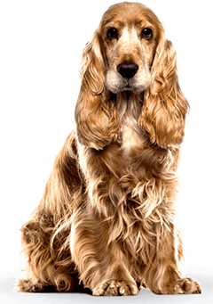 Cocker Spaniel Dog Breed