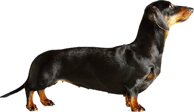 Dachshund Dog Breed