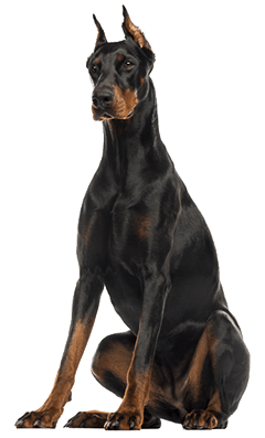 Doberman Pinscher Dog Breed