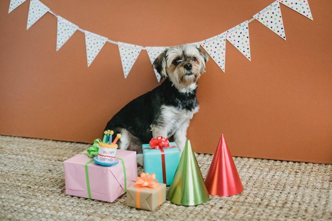 Dog Birthday Gifts Ideas